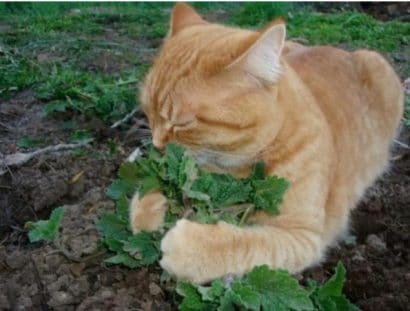 erva dos gatos catnip organico 2 4 e1494870623542