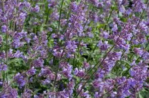 erva dos gatos catnip organico 2 5 e1494870590225