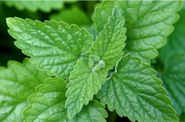 erva dos gatos catnip organico 2 7 e1494870517224