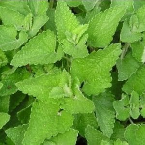 erva dos gatos catnip organico 2 8 e1494869983116