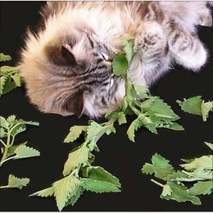 erva dos gatos catnip organico 2 9