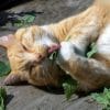 erva dos gatos catnip organico 5589 e1494870696285