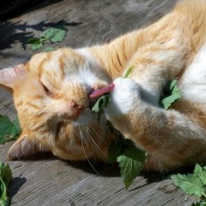 erva dos gatos catnip organico 5589 e1494870696285