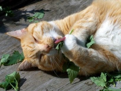 erva dos gatos catnip organico 5589 e1494870696285