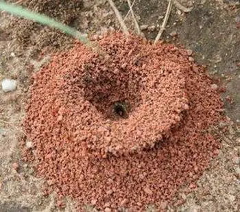 formicida dimy 10g 2 5