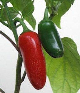 pimenta jalapeno organico 2 2