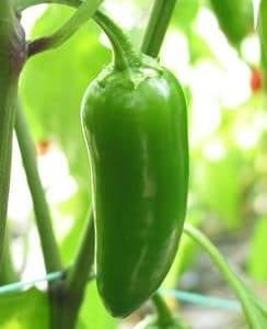 pimenta jalapeno organico 2 4