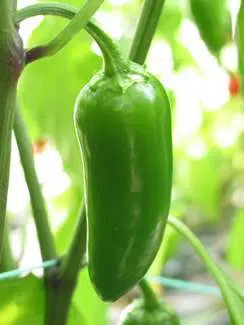 pimenta jalapeno organico 2 4