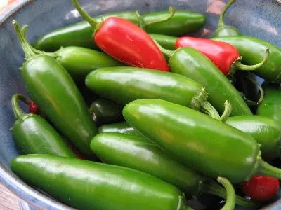 pimenta jalapeno organico 2