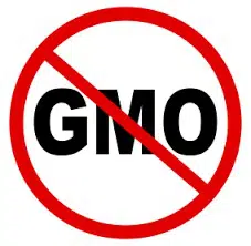 pimenta jalapeno organico 40 sementes 2