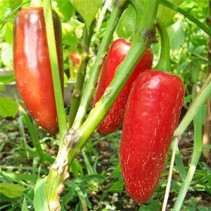 pimenta jalapeno organico 5233