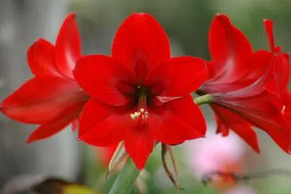 amarilis red knight 9433 e1494869602606