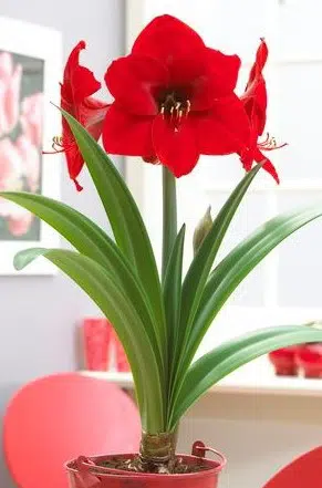 comprar amarilis red knight 2 2 e1494869479491