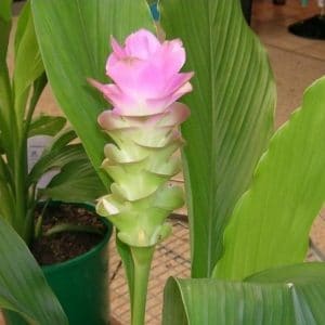 comprar curcuma alismatifolia acafrao da terra 2 10 e1494867927314