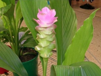 comprar curcuma alismatifolia acafrao da terra 2 10 e1494867927314