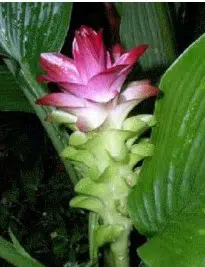 comprar curcuma alismatifolia acafrao da terra 2 11 e1494867873730