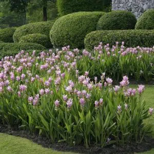comprar curcuma alismatifolia acafrao da terra 2 12 e1494867811611