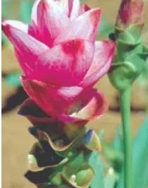 comprar curcuma alismatifolia acafrao da terra 2 13 e1494867586295