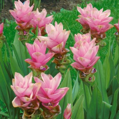 comprar curcuma alismatifolia acafrao da terra 2 2