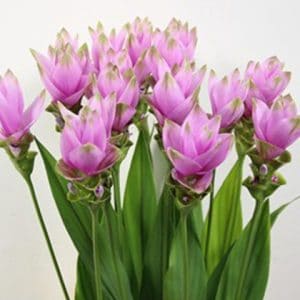 comprar curcuma alismatifolia acafrao da terra 2 3 e1494868391903