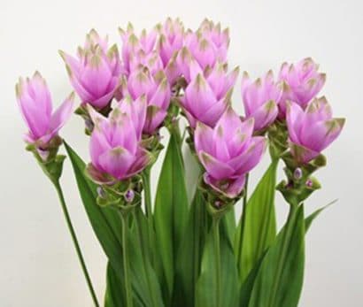 comprar curcuma alismatifolia acafrao da terra 2 3 e1494868391903