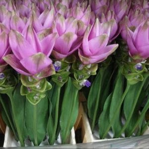 comprar curcuma alismatifolia acafrao da terra 2 5 e1494868172807