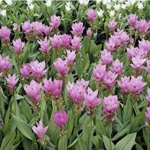 comprar curcuma alismatifolia acafrao da terra 2 6 e1494868110331