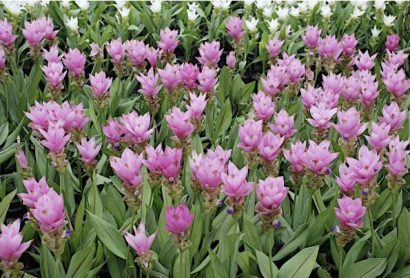 comprar curcuma alismatifolia acafrao da terra 2 6 e1494868110331