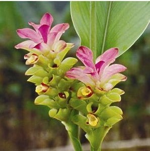 comprar curcuma alismatifolia acafrao da terra 2 7 e1494868053590