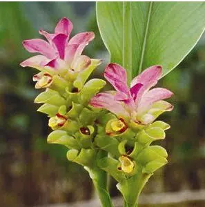 comprar curcuma alismatifolia acafrao da terra 2 7 e1494868053590
