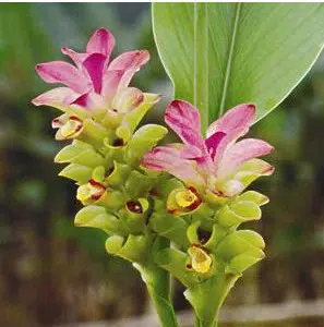 comprar curcuma alismatifolia acafrao da terra 2 7 e1494868053590