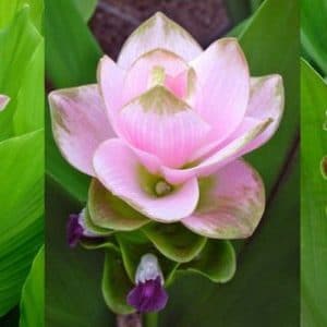 comprar curcuma alismatifolia acafrao da terra 2 8 e1494867990962