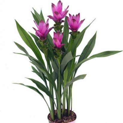 comprar curcuma alismatifolia acafrao da terra 2 9