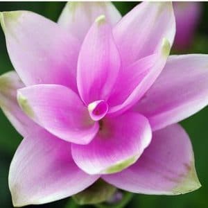 comprar curcuma alismatifolia acafrao da terra 2 e1494869268575