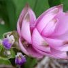 curcuma alismatifolia acafrao da terra 7047 e1494869349248