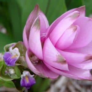 curcuma alismatifolia acafrao da terra 7047 e1494869349248