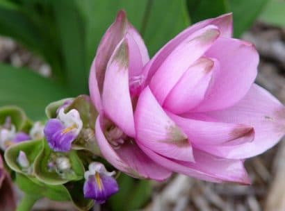 curcuma alismatifolia acafrao da terra 7047 e1494869349248