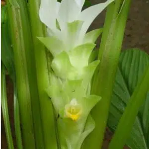 bulbo de curcuma domestica acafrao da terra 2 4 e1494866098535