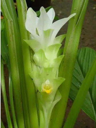 bulbo de curcuma domestica acafrao da terra 2 4 e1494866098535