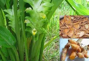 bulbo de curcuma domestica acafrao da terra 2 5 e1494866049915