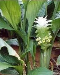 bulbo de curcuma domestica acafrao da terra 2 6 e1494866012812