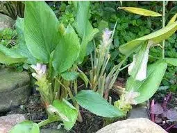 bulbo de curcuma domestica acafrao da terra 2 8 e1494865939504