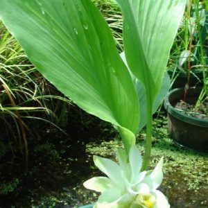 bulbo de curcuma domestica acafrao da terra 2 9 e1494865902965