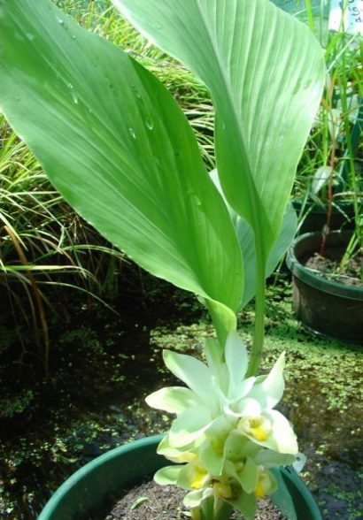 bulbo de curcuma domestica acafrao da terra 2 9 e1494865902965