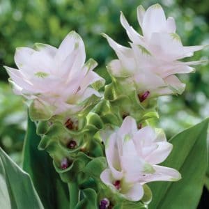 bulbo de curcuma domestica acafrao da terra 2 e1494866226952