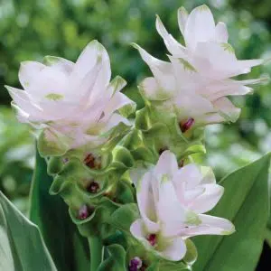 bulbo de curcuma domestica acafrao da terra 2 e1494866226952