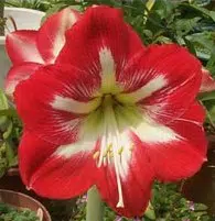 bulbo de flor amarilis ster van holland 2 2 e1495129369543