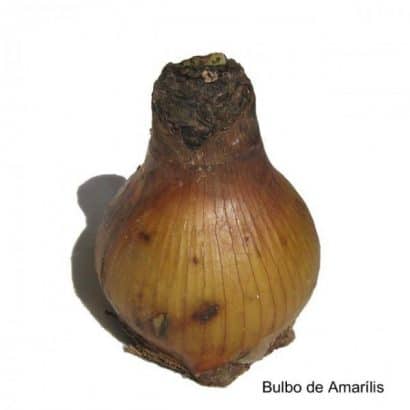 bulbo de flor amarilis ster van holland 2 3