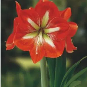 bulbo de flor amarilis ster van holland 2 e1495129393192