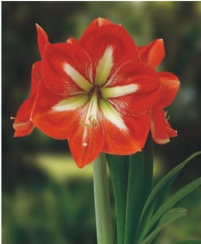 bulbo de flor amarilis ster van holland 2 e1495129393192